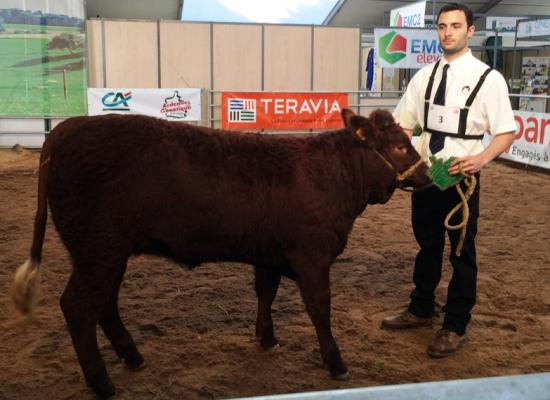 1er prix femelles de moins d'1 an Groupe A - LIVIA - GAEC DU BEQUILLON (55)