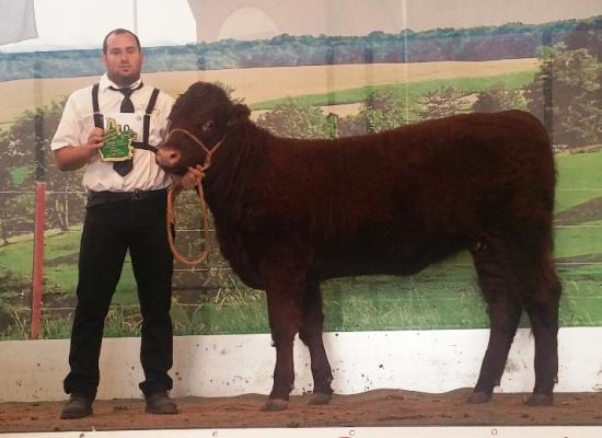 1er prix femelles de moins d'1 an Groupe B - LORETTE - SCEA DU BAS LIEU (55)