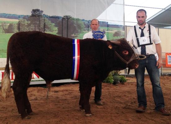 1er prix male de moins d'1 an groupe B et prix d'honneur mâle jeune - MARCEAU - COLLANGE CLAUDE