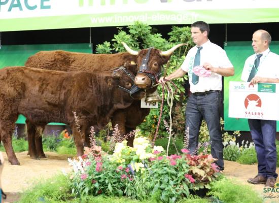 Mylène 1ere vache 3-4 ans