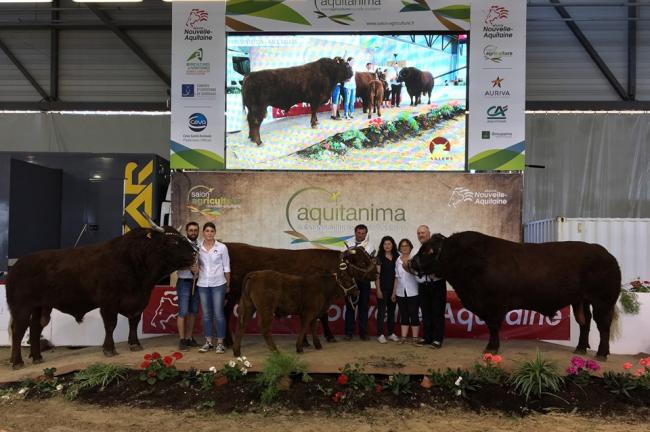 Présentation de la race Salers au salon de l'élevage et de la génétique bovine en Aquitaine