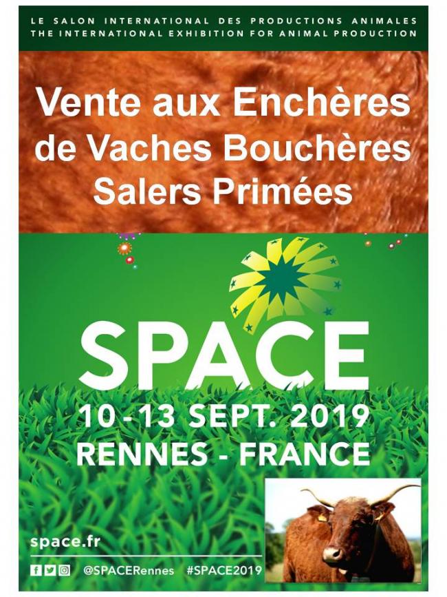 VENTE aux enchères de vaches bouchères Salers