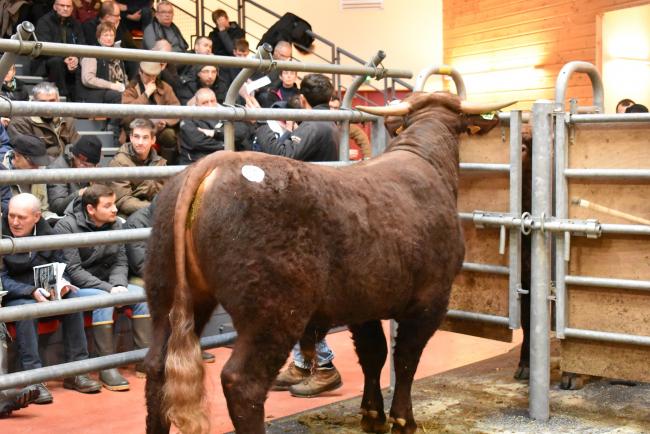 Animaux encore à vendre suite Vente du 07 Février
