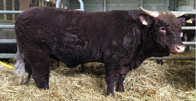 Vente Amiable de taureaux reproducteurs Salers Vente Amiable de taureaux reproducteurs Salers