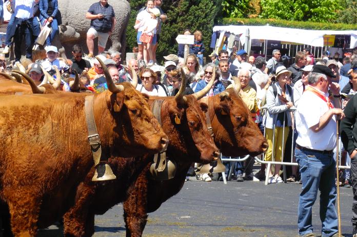 Fête de l'estive, la salers et la transhumance