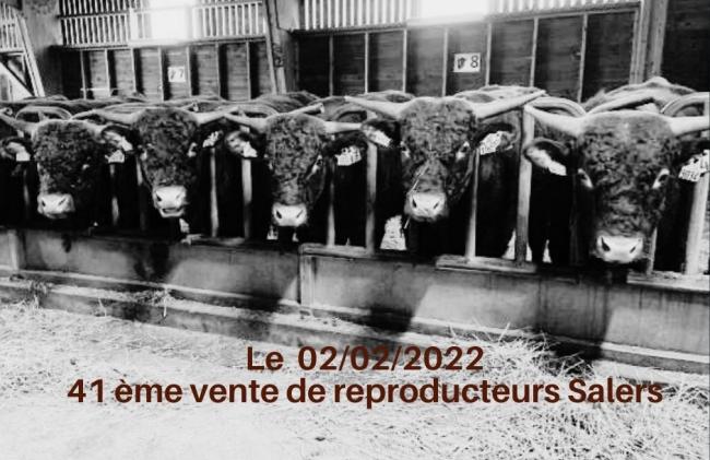 41eme vente de reproducteurs Salers              