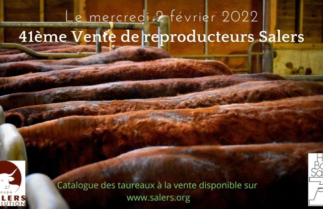 Vente de reproducteurs Salers - Déroulement de la vente