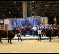 Palmarès du Concours Salers au Salon de l'Agriculture 2018