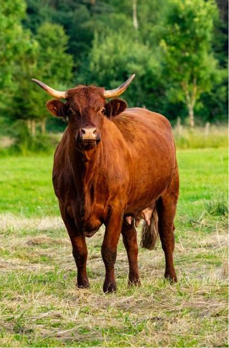 Définition caractéristiques de la population