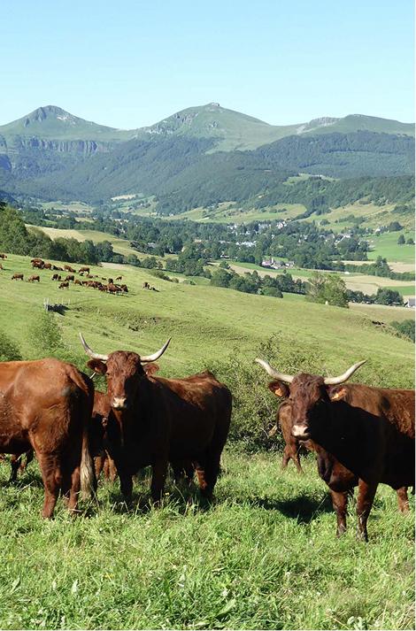 Gestion de la variabilité génétique