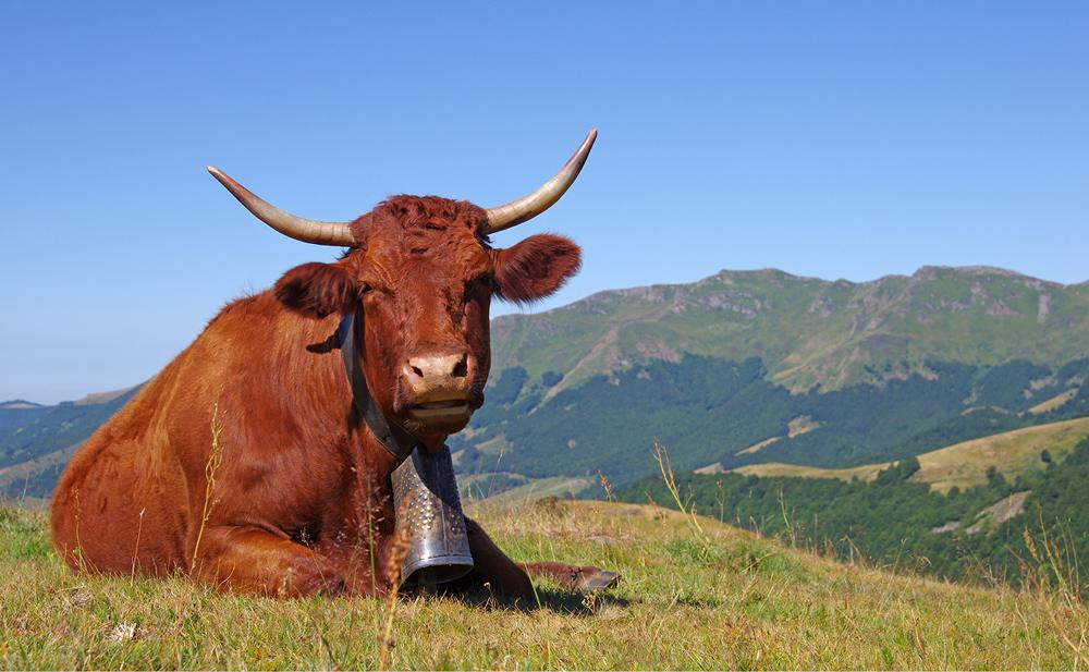 Vache