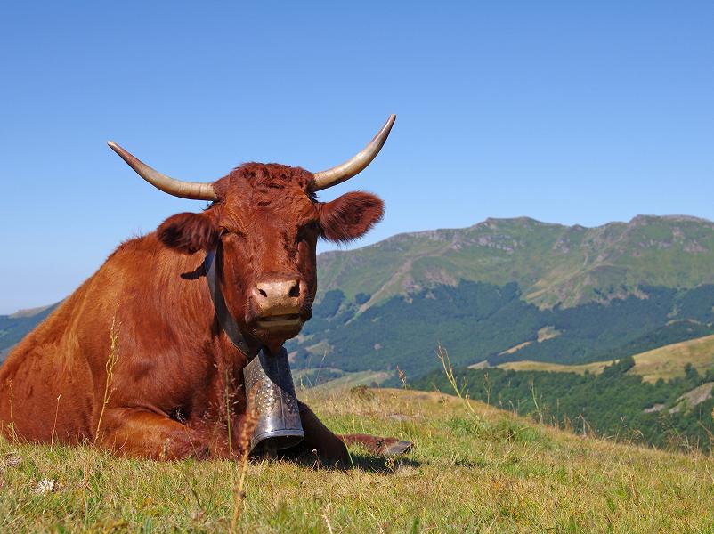 Vache