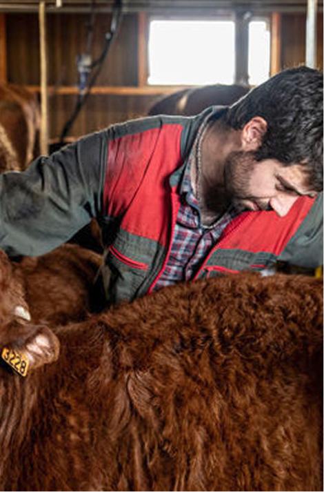 Édition du certificat zootechnique