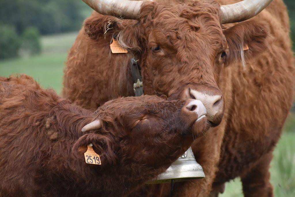 Les Salers au Hall 3 !