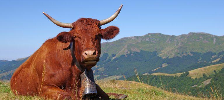 vache-bg Vache salers marron