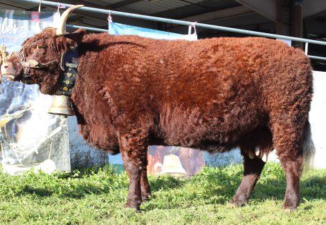 Commission de sélection